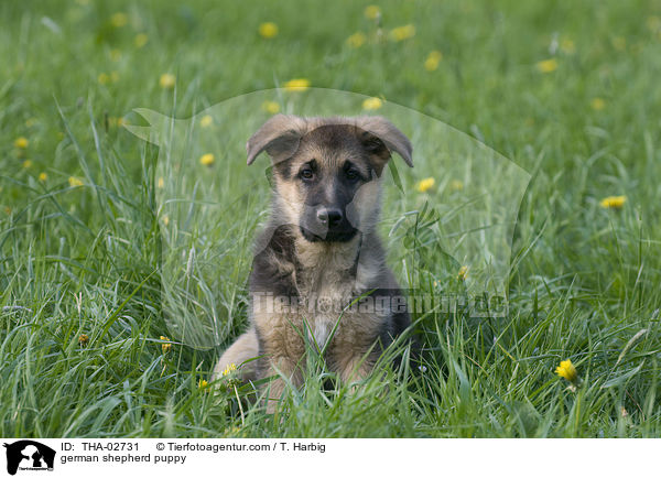 german shepherd puppy / THA-02731