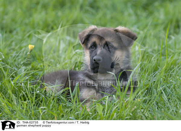 german shepherd puppy / THA-02735