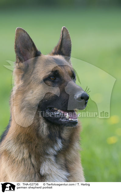 german shepherd portrait / THA-02736