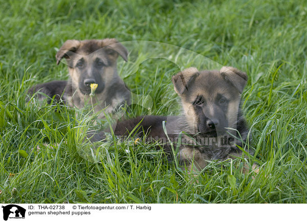 german shepherd puppies / THA-02738