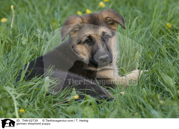 german shepherd puppy / THA-02739