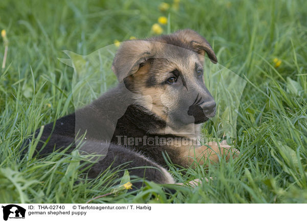 german shepherd puppy / THA-02740