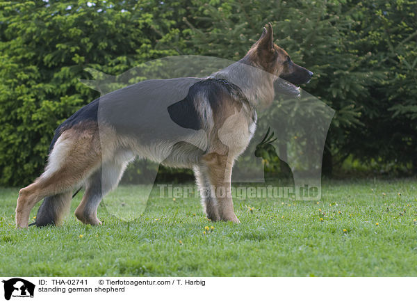 standing german shepherd / THA-02741