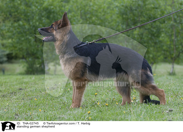 standing german shepherd / THA-02745