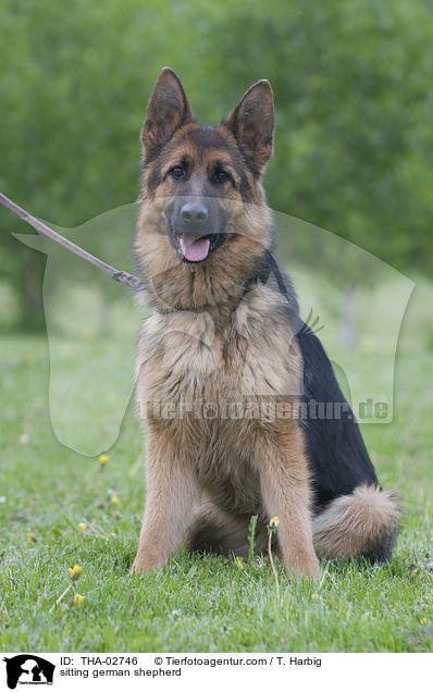 sitting german shepherd / THA-02746