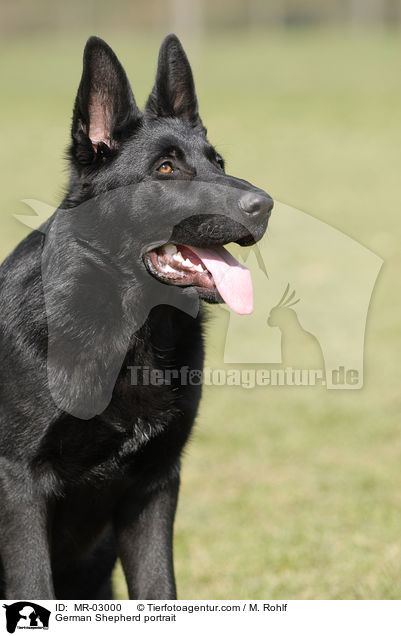 German Shepherd portrait / MR-03000