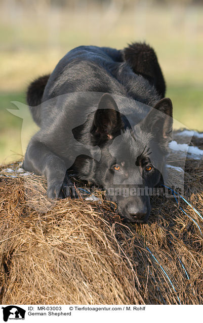 German Shepherd / MR-03003