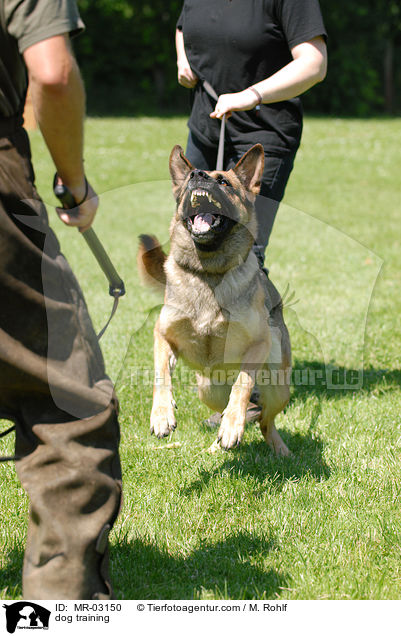 dog training / MR-03150