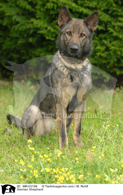 German Shepherd / MR-03198