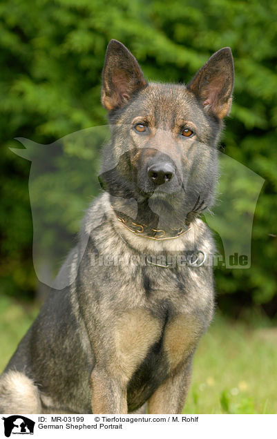 German Shepherd Portrait / MR-03199