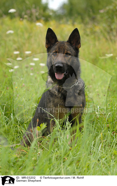 German Shepherd / MR-03202