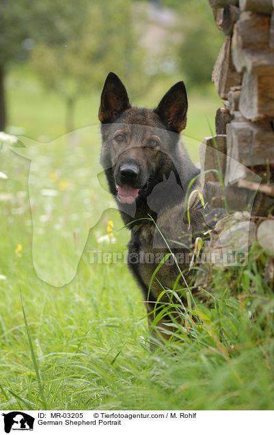 German Shepherd Portrait / MR-03205