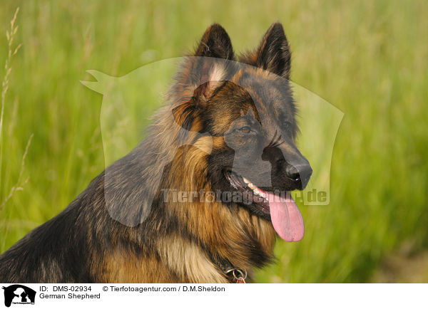 German Shepherd / DMS-02934