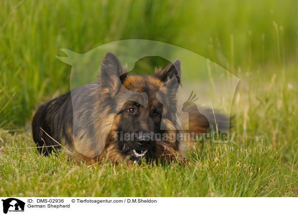 German Shepherd / DMS-02936