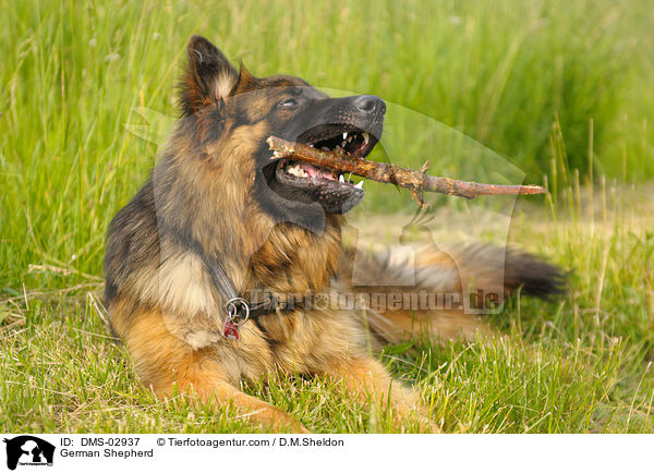 German Shepherd / DMS-02937
