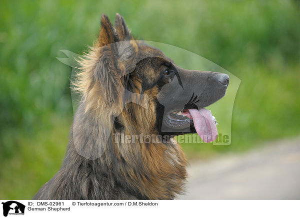 German Shepherd / DMS-02961