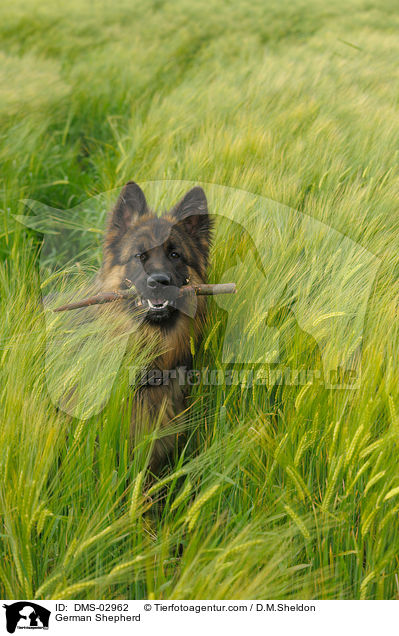German Shepherd / DMS-02962
