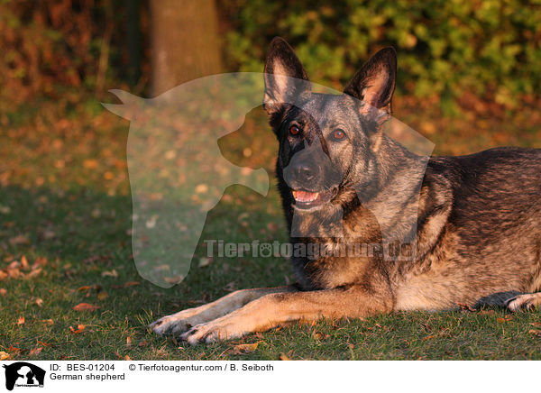 German shepherd / BES-01204