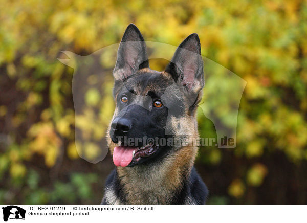 German shepherd portrait / BES-01219