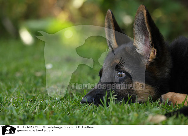 german shepherd puppy / DG-01772