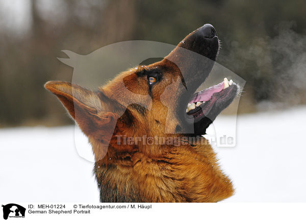 German Shepherd Portrait / MEH-01224