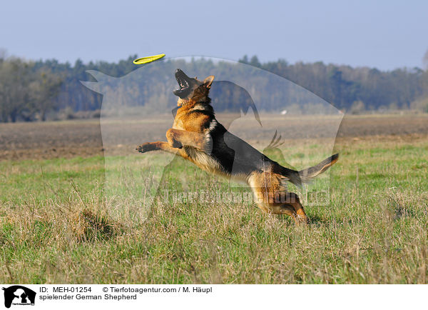 spielender German Shepherd / MEH-01254