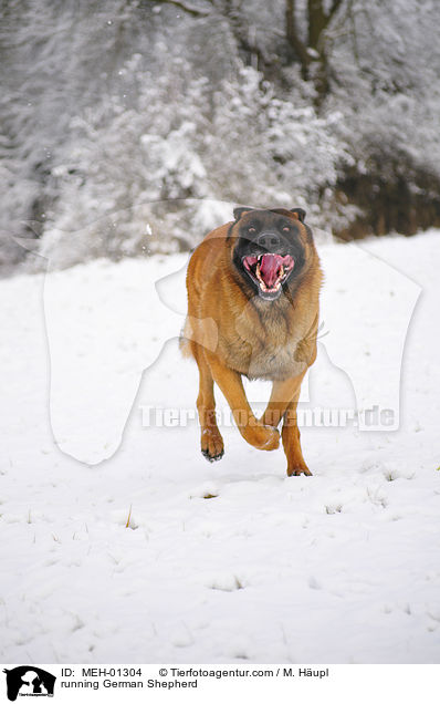 running German Shepherd / MEH-01304