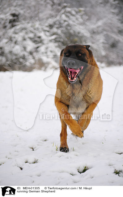 running German Shepherd / MEH-01305