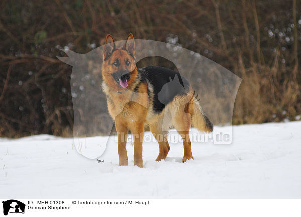 German Shepherd / MEH-01308