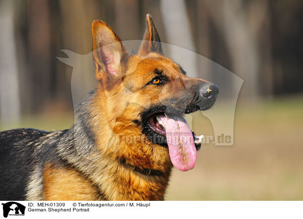 German Shepherd Portrait / MEH-01309