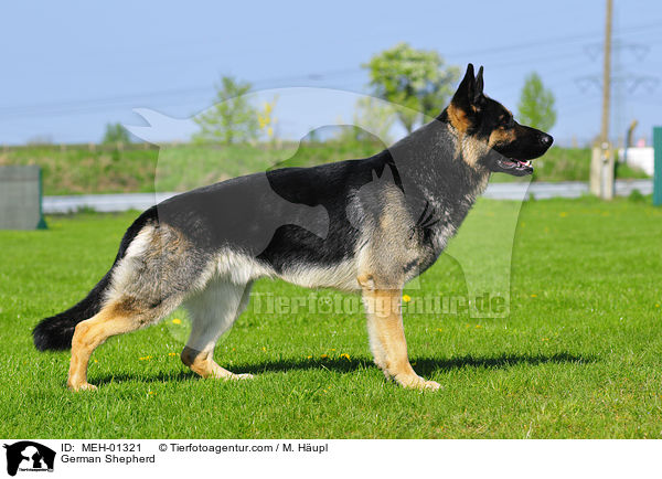 German Shepherd / MEH-01321