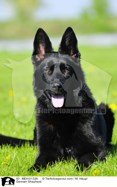 German Shepherd / MEH-01326