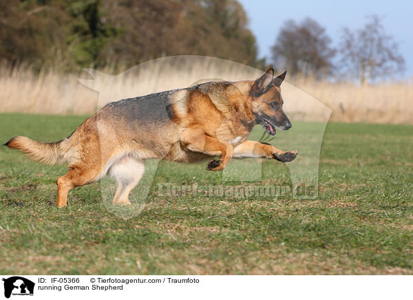running German Shepherd / IF-05366