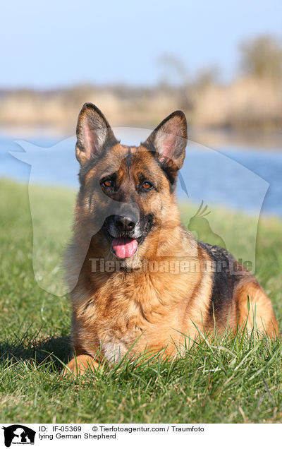 lying German Shepherd / IF-05369