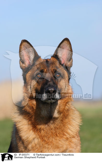 German Shepherd Portrait / IF-05371