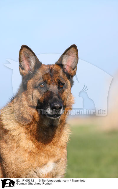 German Shepherd Portrait / IF-05372