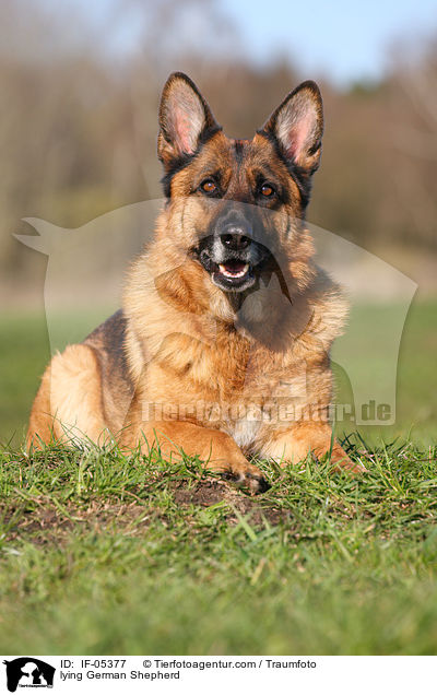 lying German Shepherd / IF-05377