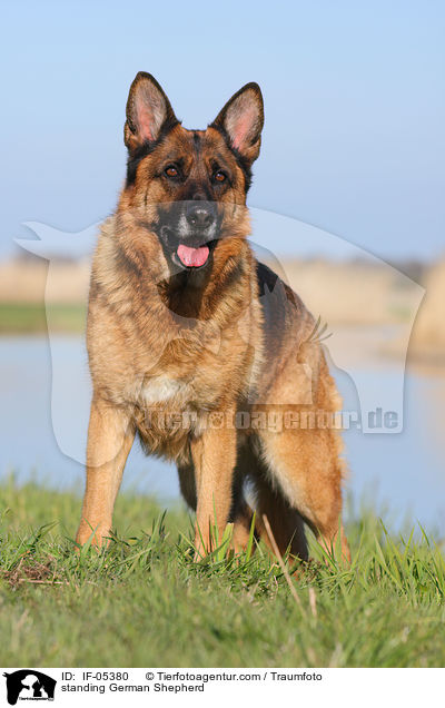 standing German Shepherd / IF-05380