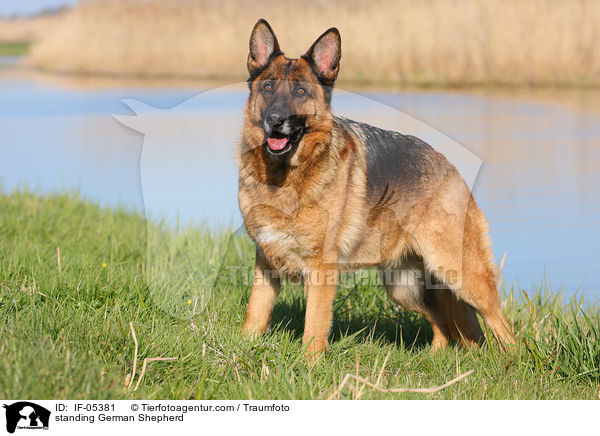 standing German Shepherd / IF-05381
