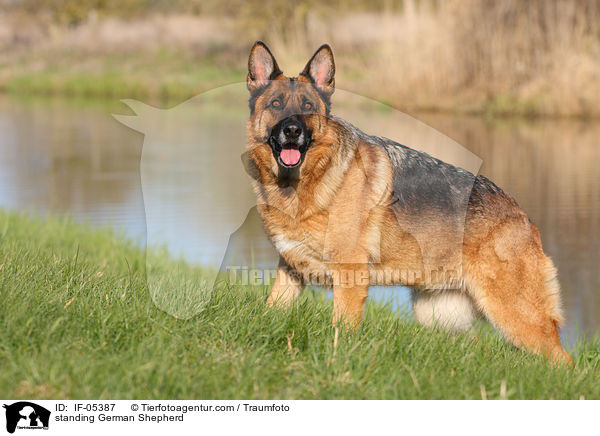 standing German Shepherd / IF-05387