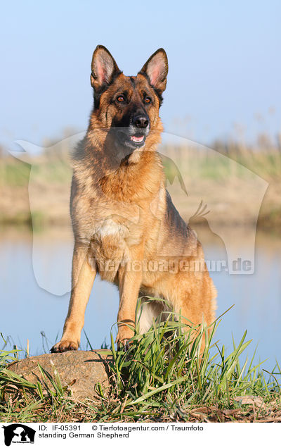 standing German Shepherd / IF-05391