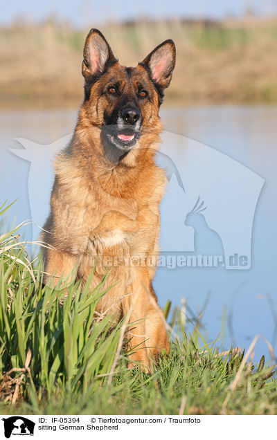 sitting German Shepherd / IF-05394