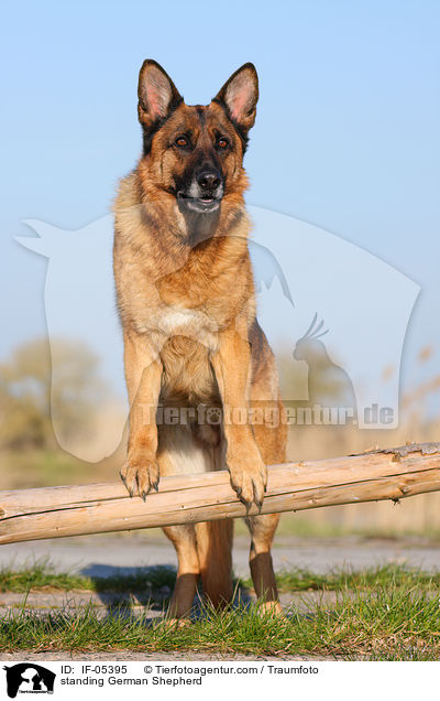 standing German Shepherd / IF-05395