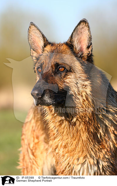 German Shepherd Portrait / IF-05399