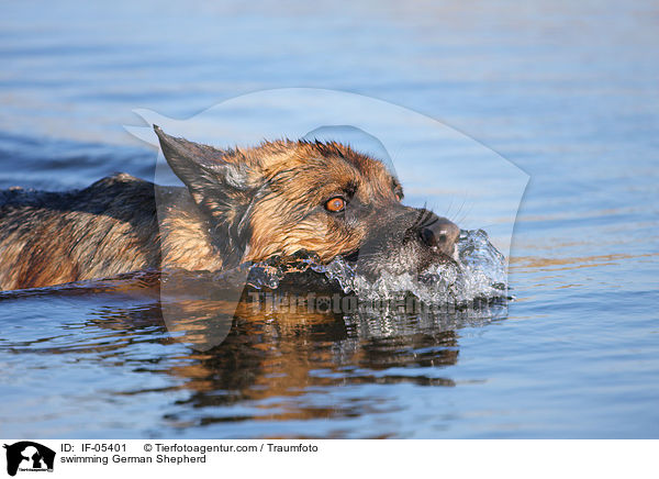 swimming German Shepherd / IF-05401
