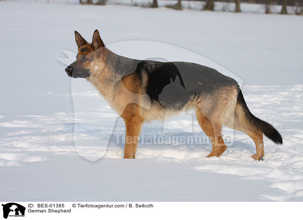 German Shepherd / BES-01385