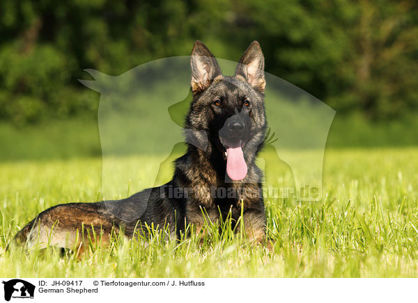 German Shepherd / JH-09417