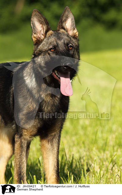 German Shepherd / JH-09421