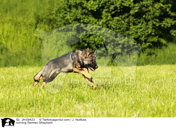 running German Shepherd / JH-09423