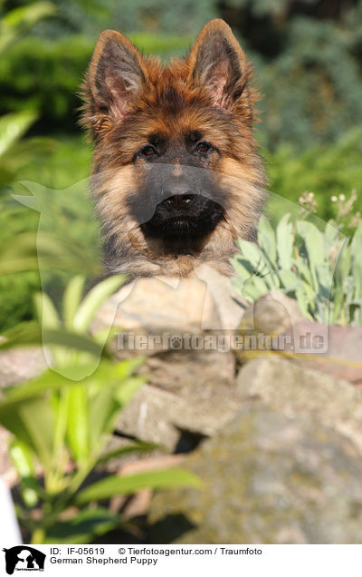 German Shepherd Puppy / IF-05619